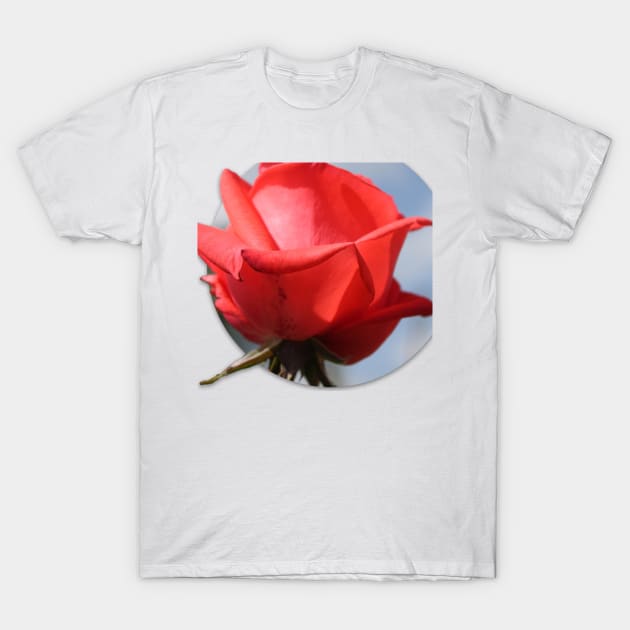 Red Rose T-Shirt by brittney_taylor13